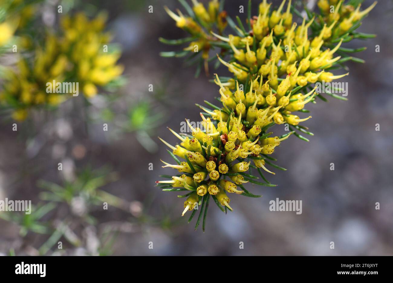 Yellow nectar filled flowers of the rare Western Australian native