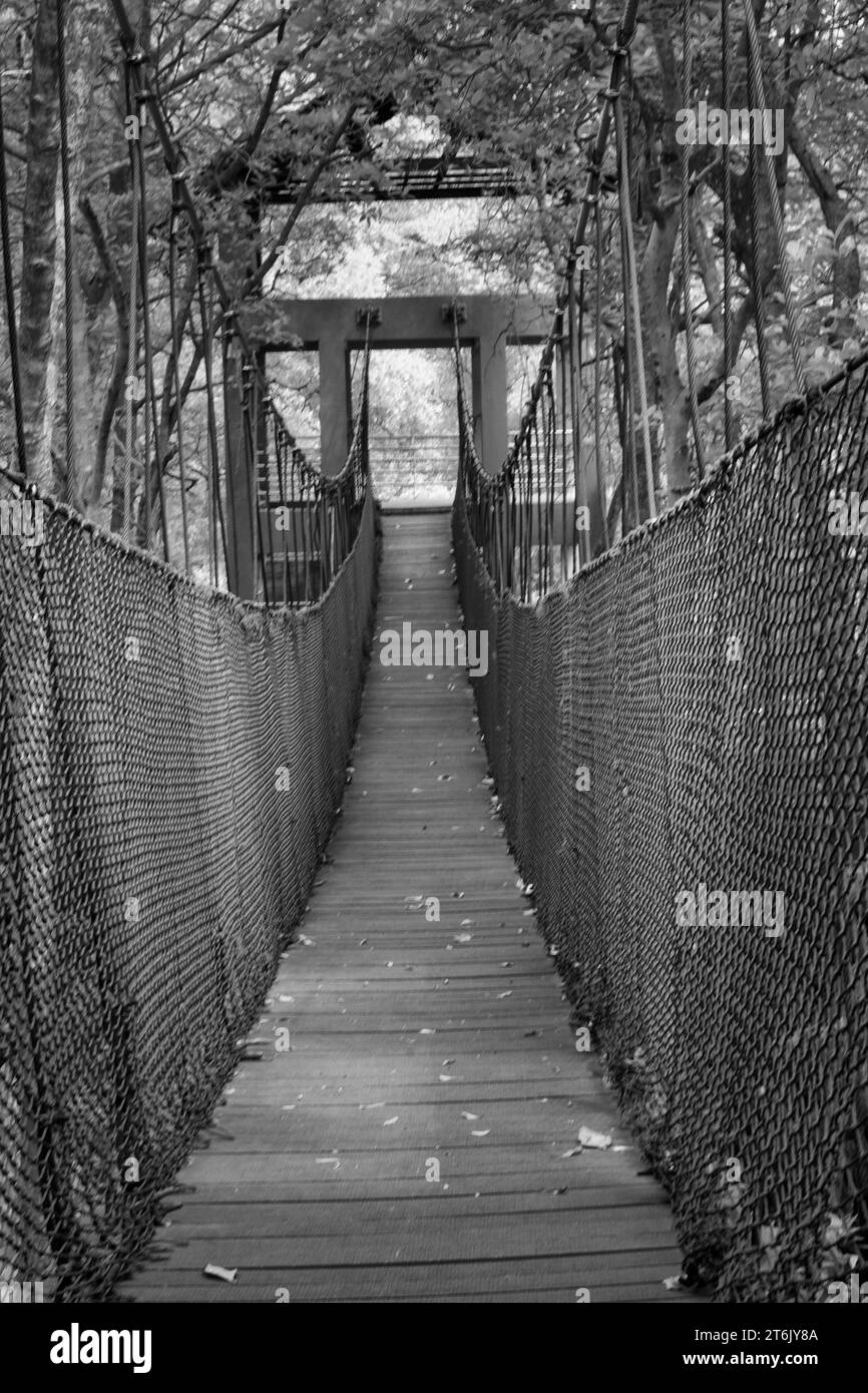 infrared image of the rickety rope bridge at the mangrove forest Stock