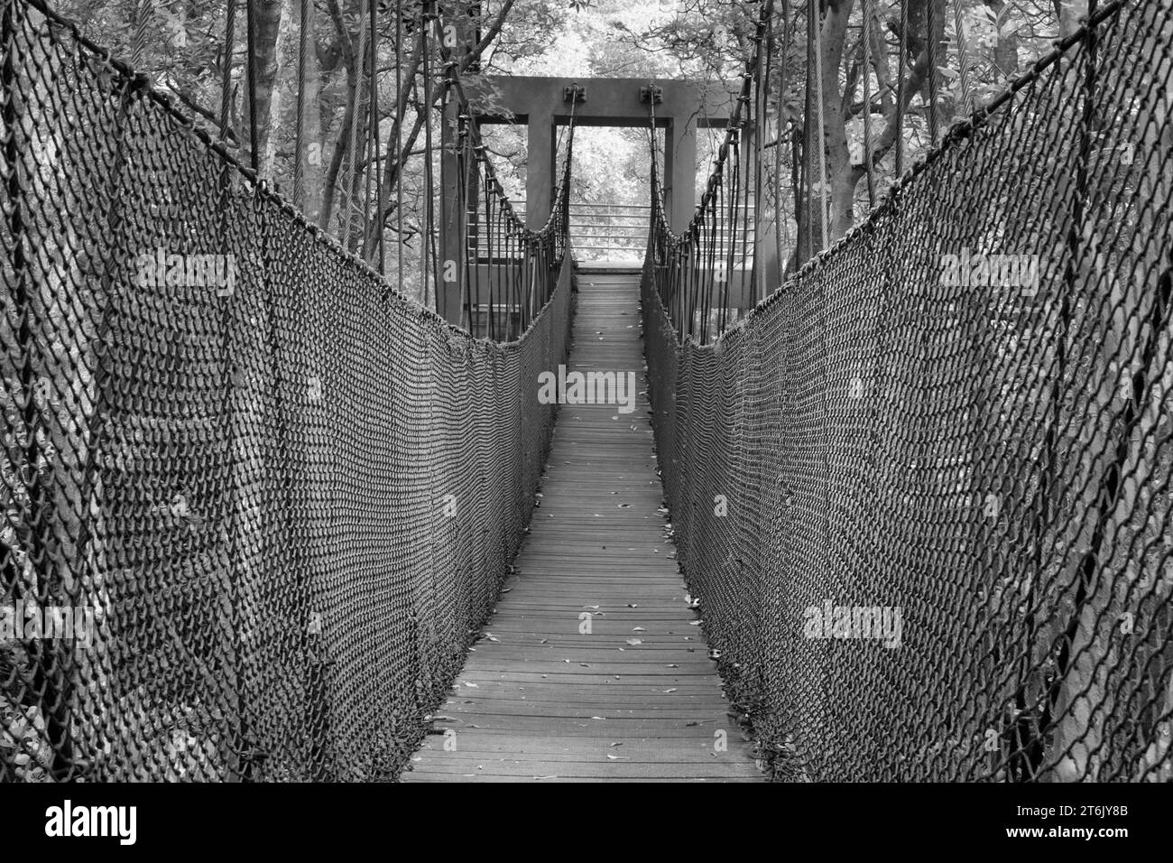 infrared image of the rickety rope bridge at the mangrove forest Stock