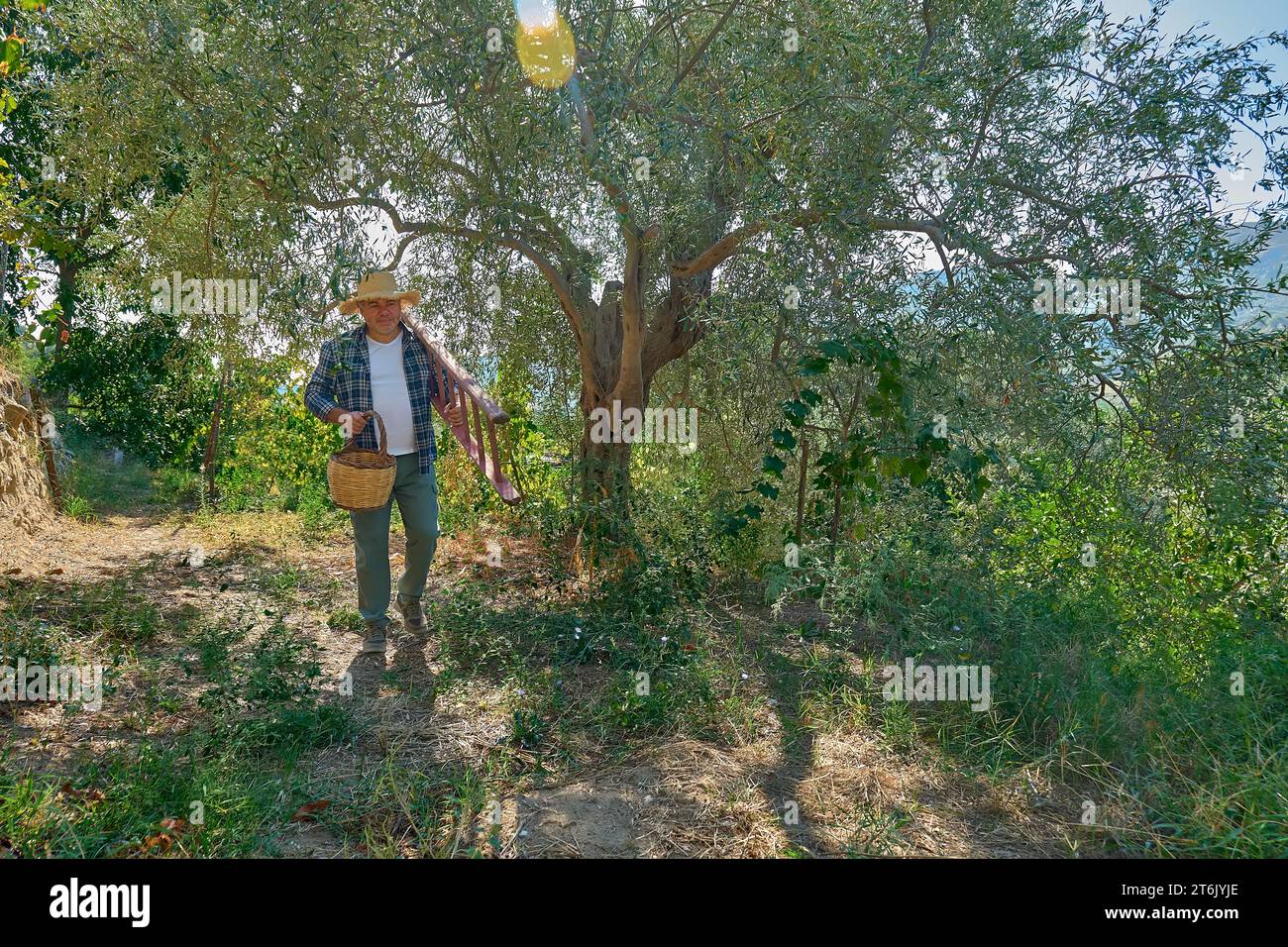 Mature gardener man carrying ladder for picking olive in olive tree garden. Harvesting in