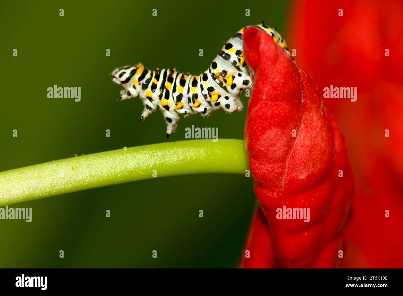 a kind of beatiful insects on colorful plant in the wild Stock Photo ...