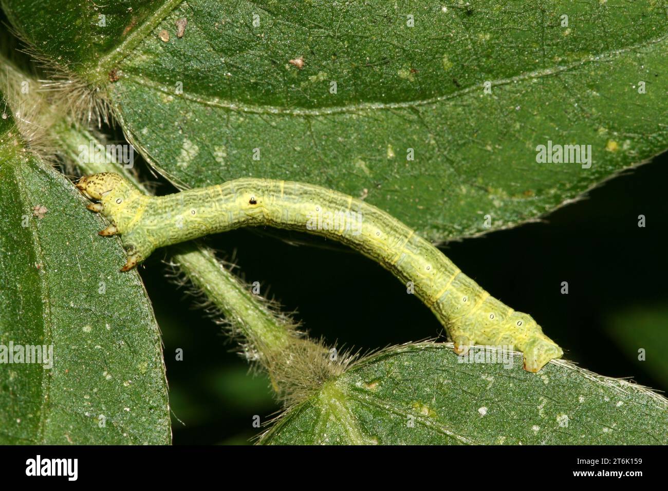Cotton insect big bridge hi-res stock photography and images - Alamy