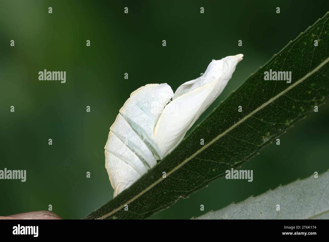 Pupaeform Shell Pupa shell hi-res stock photography and images - Alamy