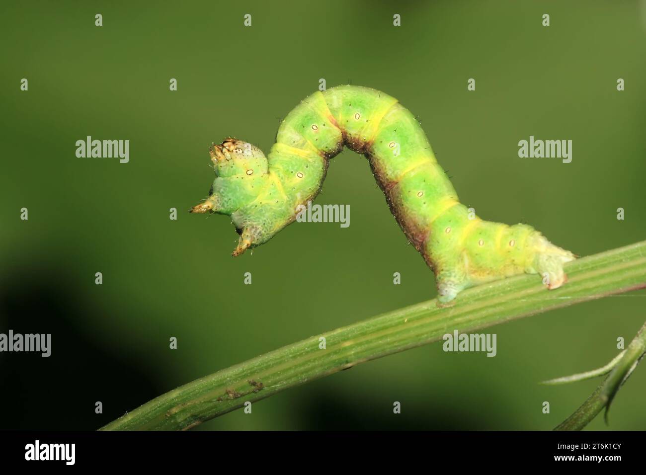 Cotton insect big bridge hi-res stock photography and images - Alamy