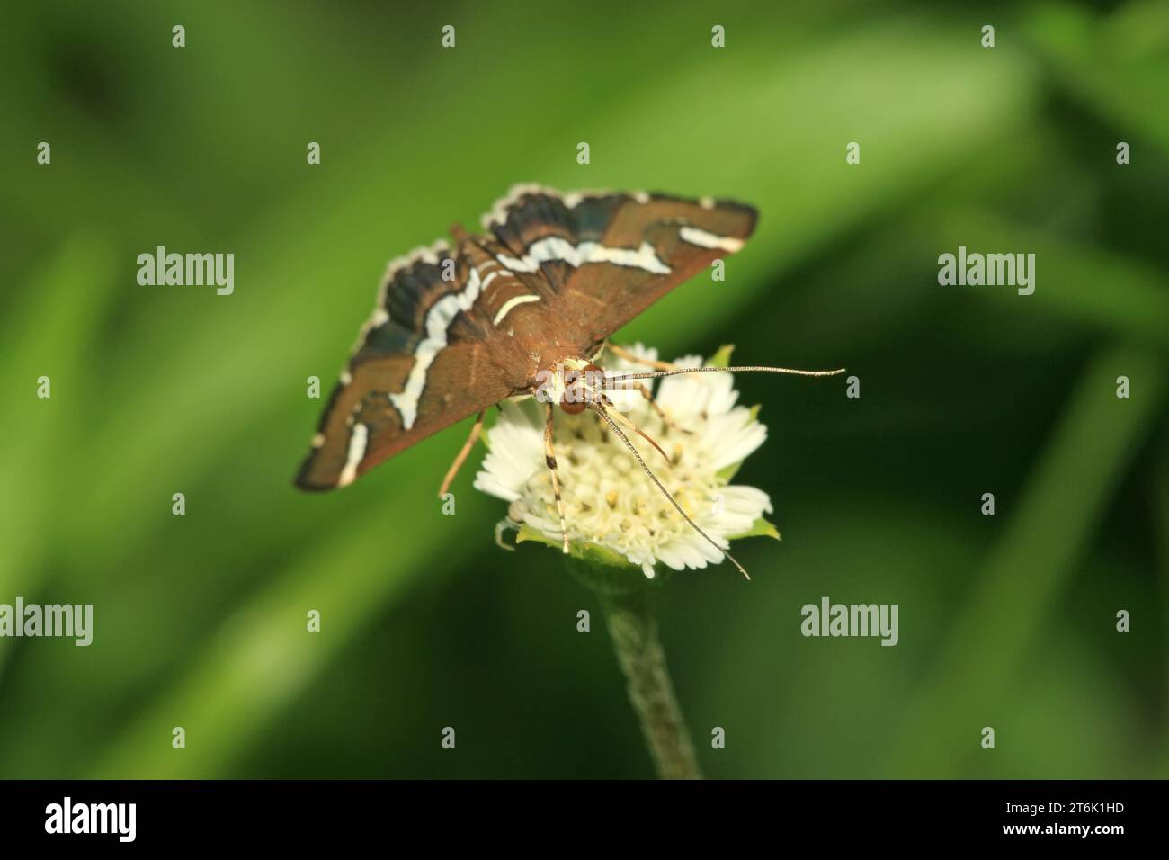 leucorrhea beet field borer, a kind of insects Stock Photo