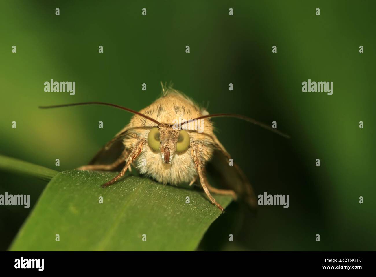 Moths insects hi-res stock photography and images - Alamy