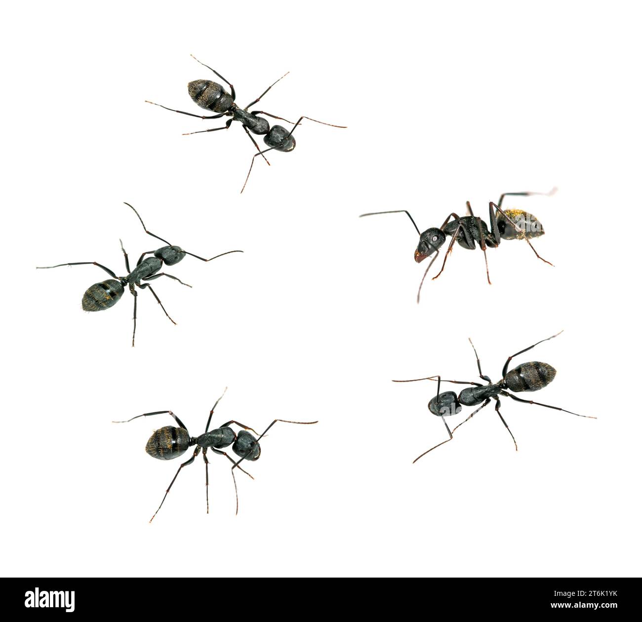 closeup of ants on a white background Stock Photo - Alamy