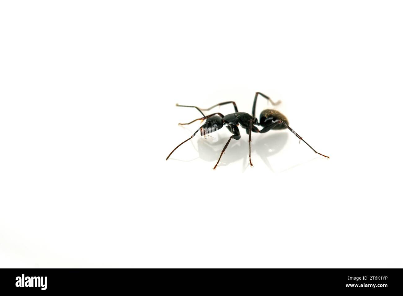 closeup of ants on a white background Stock Photo - Alamy