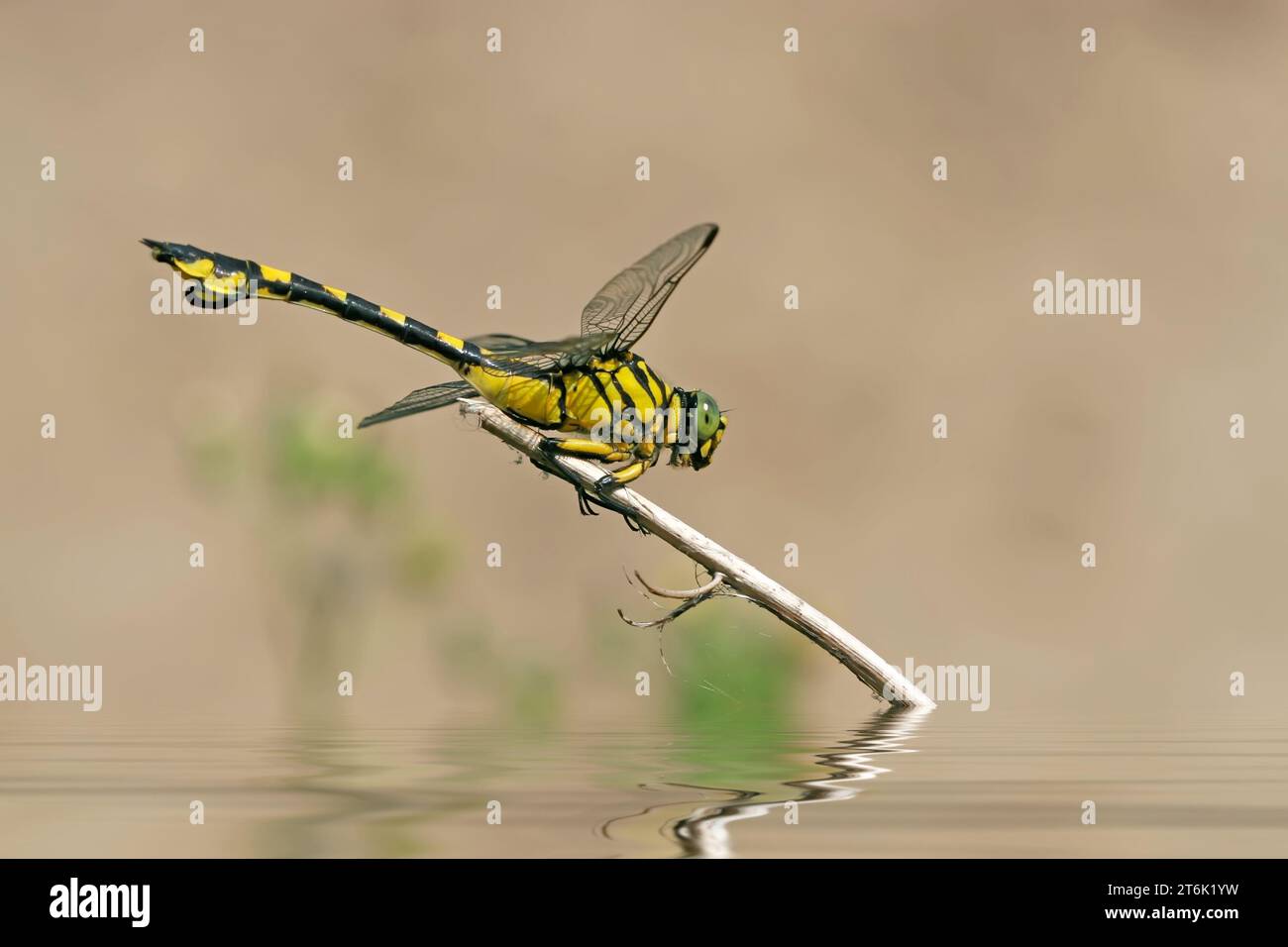 Range of dragonflies hi-res stock photography and images - Alamy