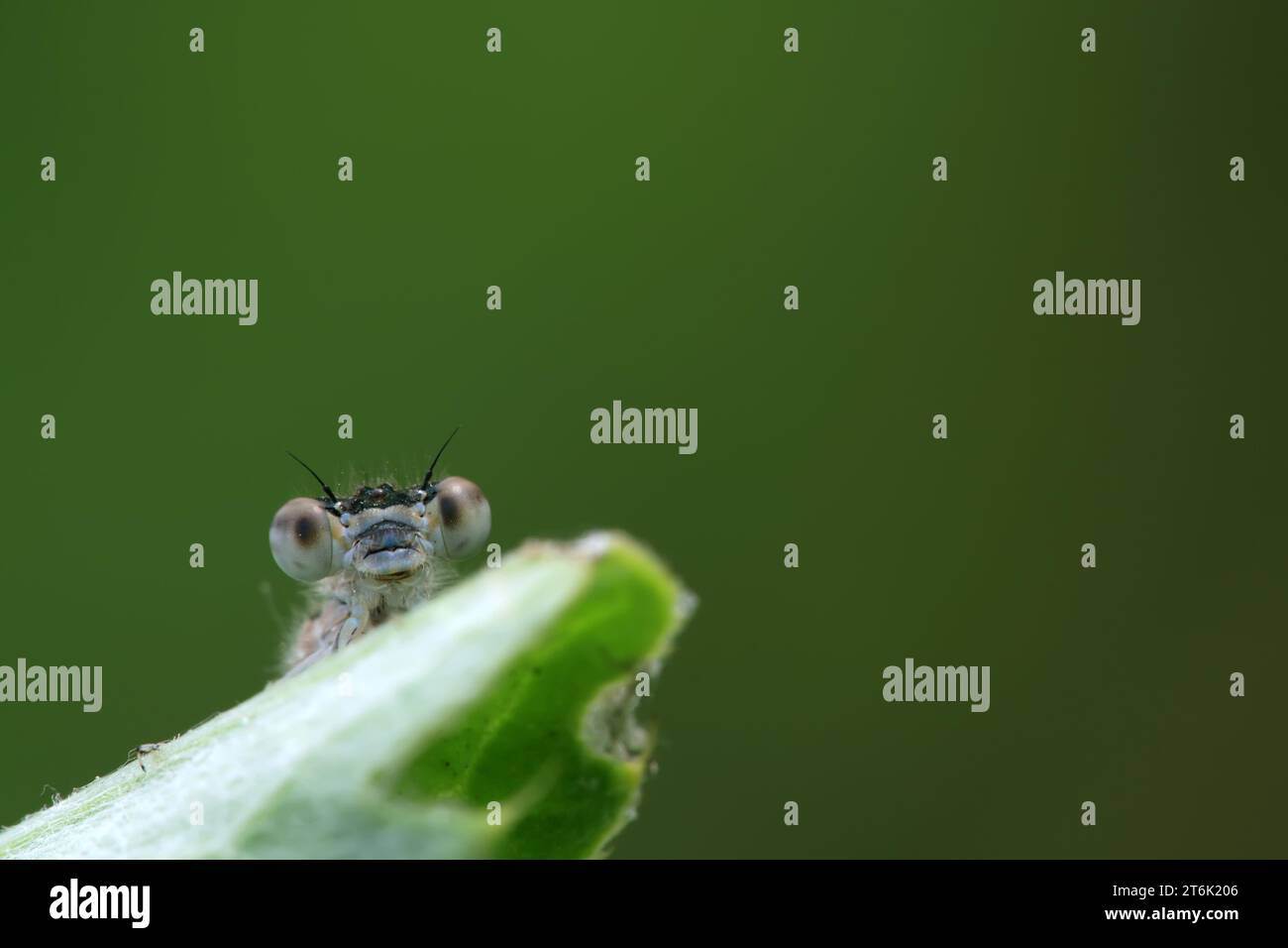 close up of damselflies in the wild Stock Photo - Alamy