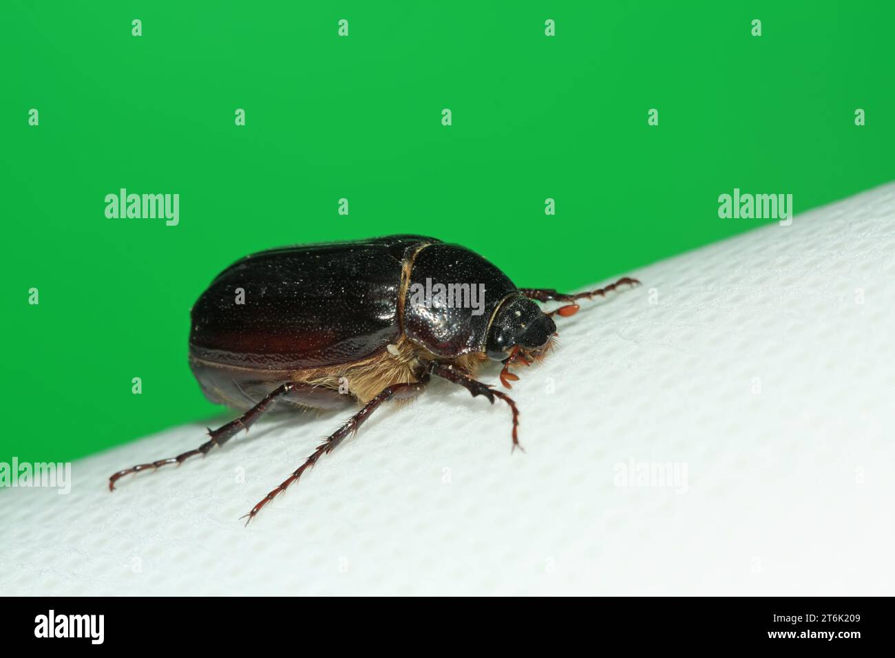 Gill beetles hi-res stock photography and images - Alamy