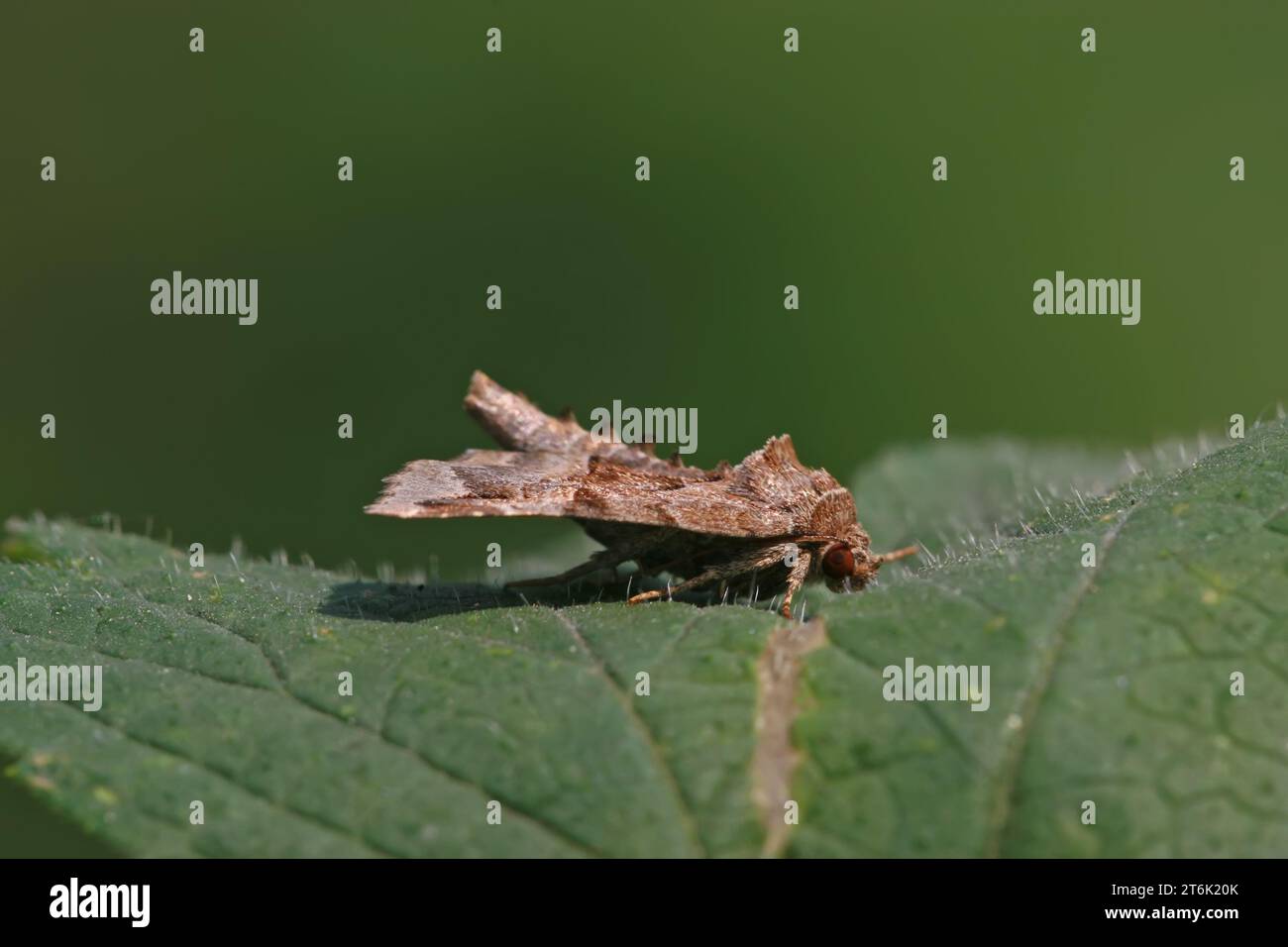 moths insects on a green leaf, take photos in the wild natural state ...