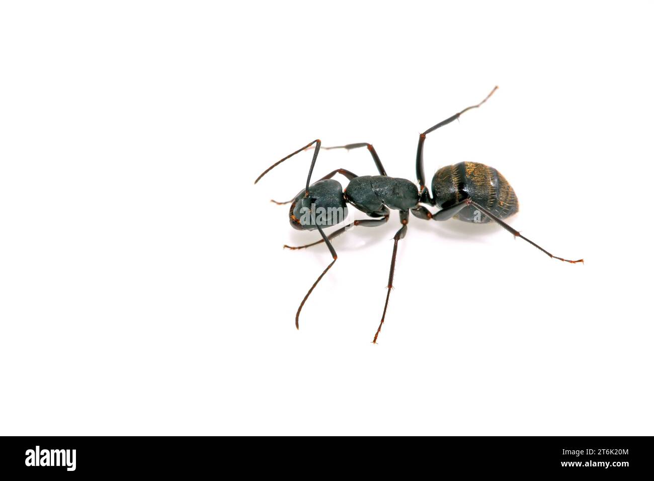 closeup of ants on a white background Stock Photo - Alamy
