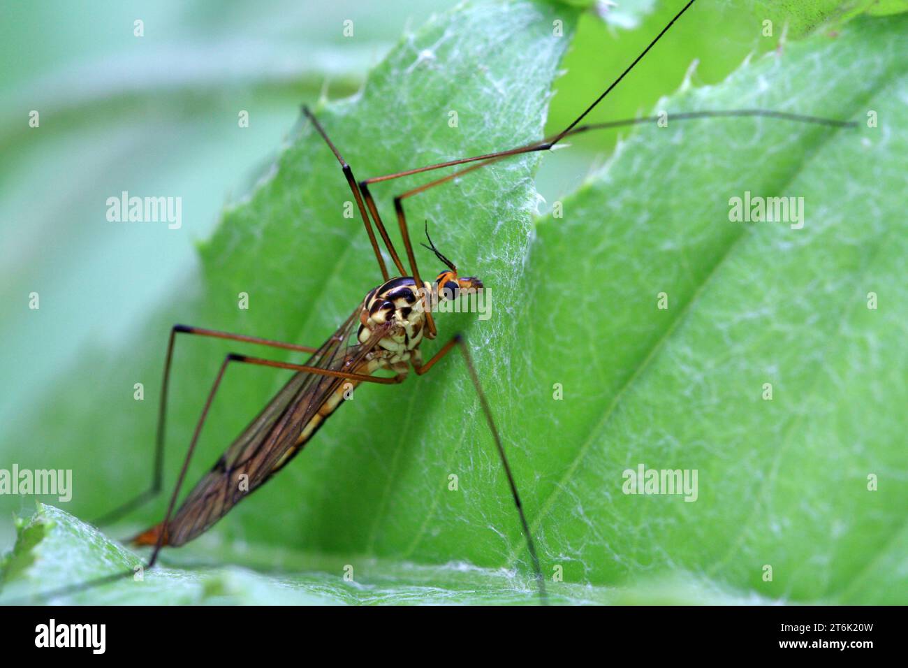 Long legs mosquitoes hi-res stock photography and images - Alamy