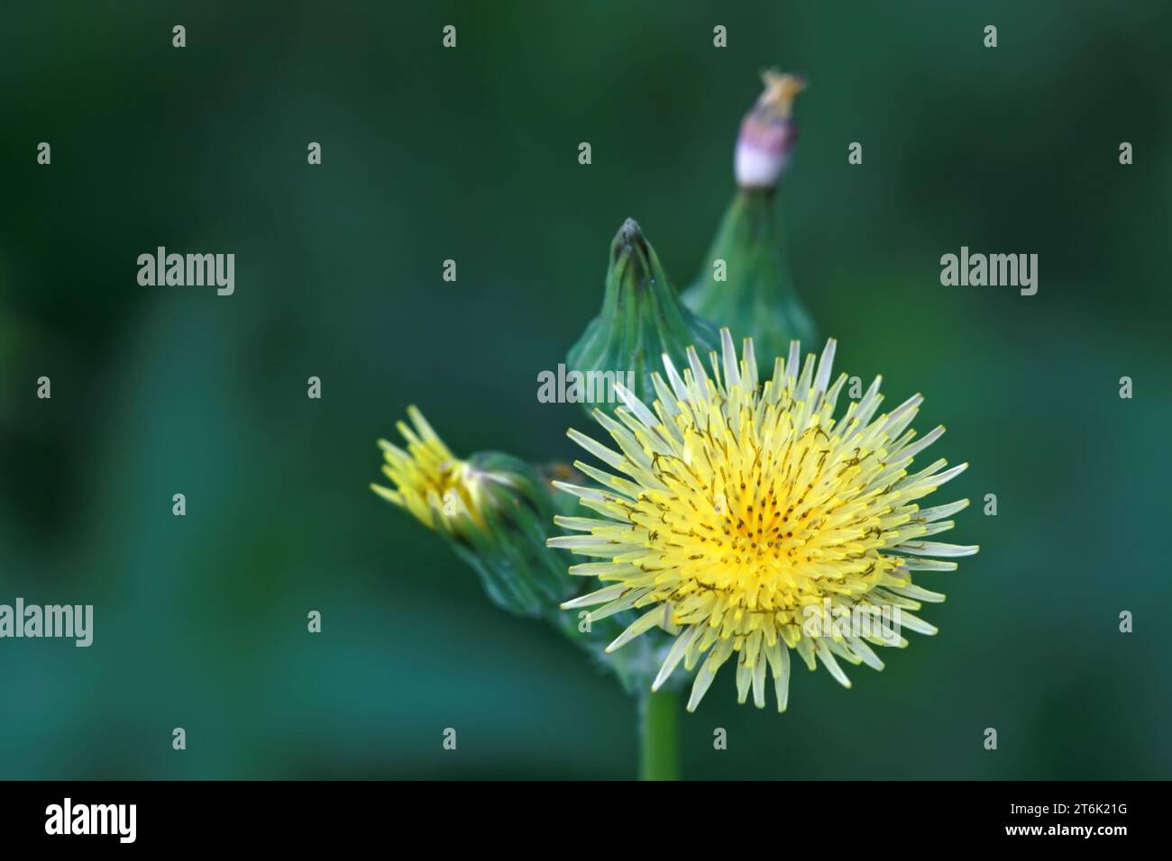 close up of a kind of plant, which named china small bitter arvensis Stock Photo