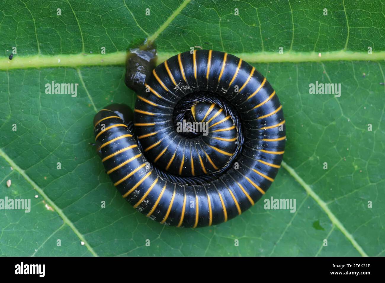 100 insects hi-res stock photography and images - Alamy