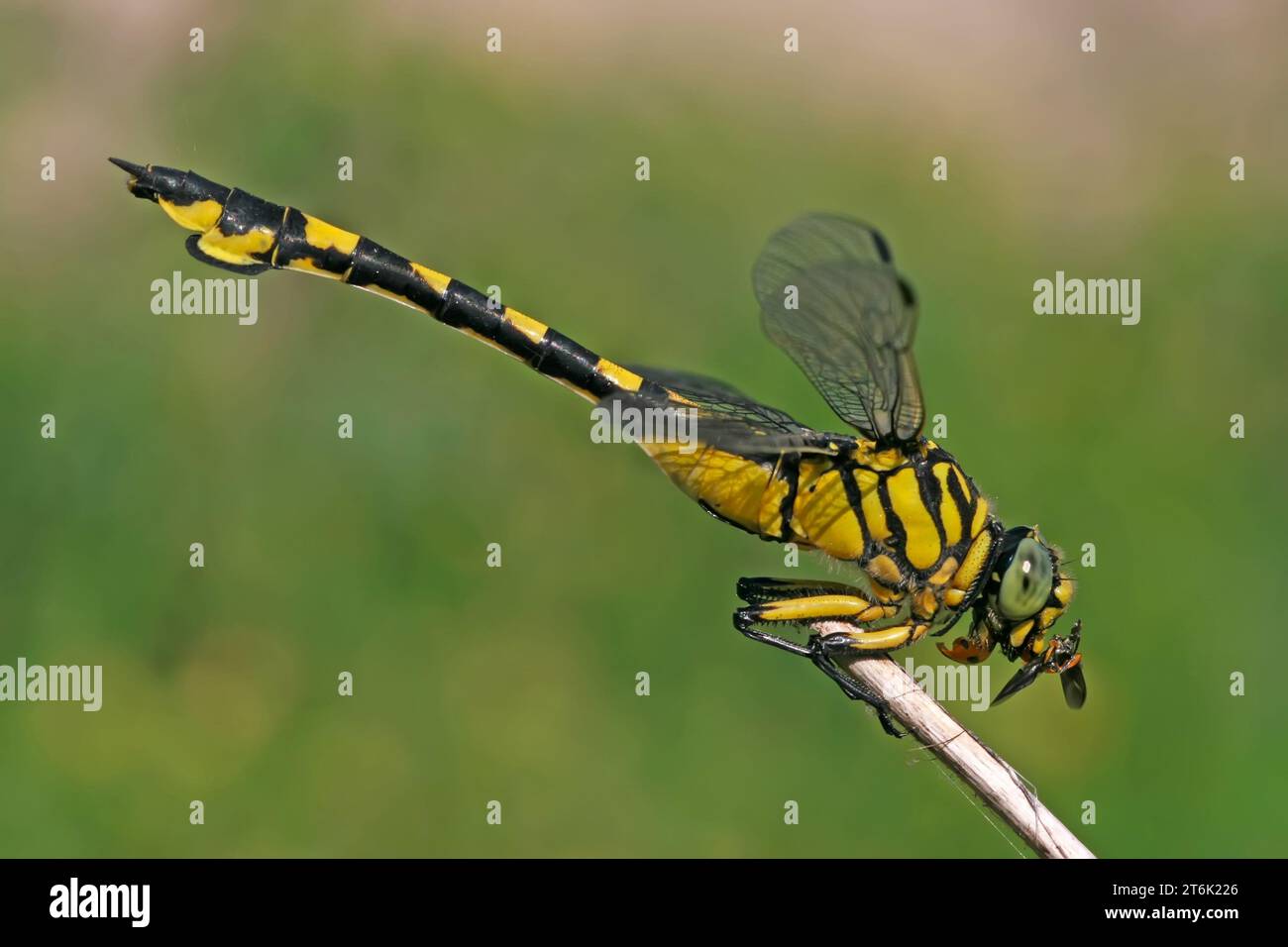 Range of dragonflies hi-res stock photography and images - Alamy