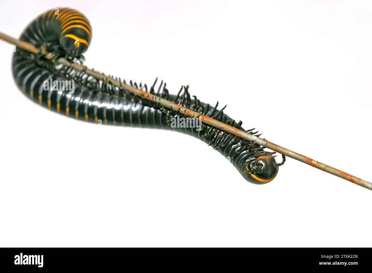 a kind of insects on a white background, which named prospirobolus ...