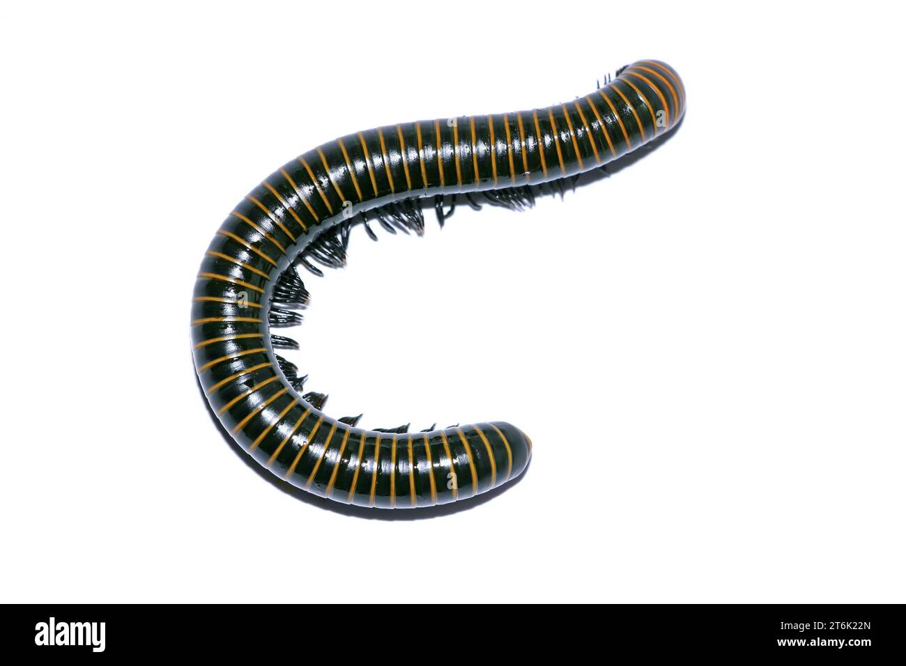 a kind of insects on a white background, which named prospirobolus ...
