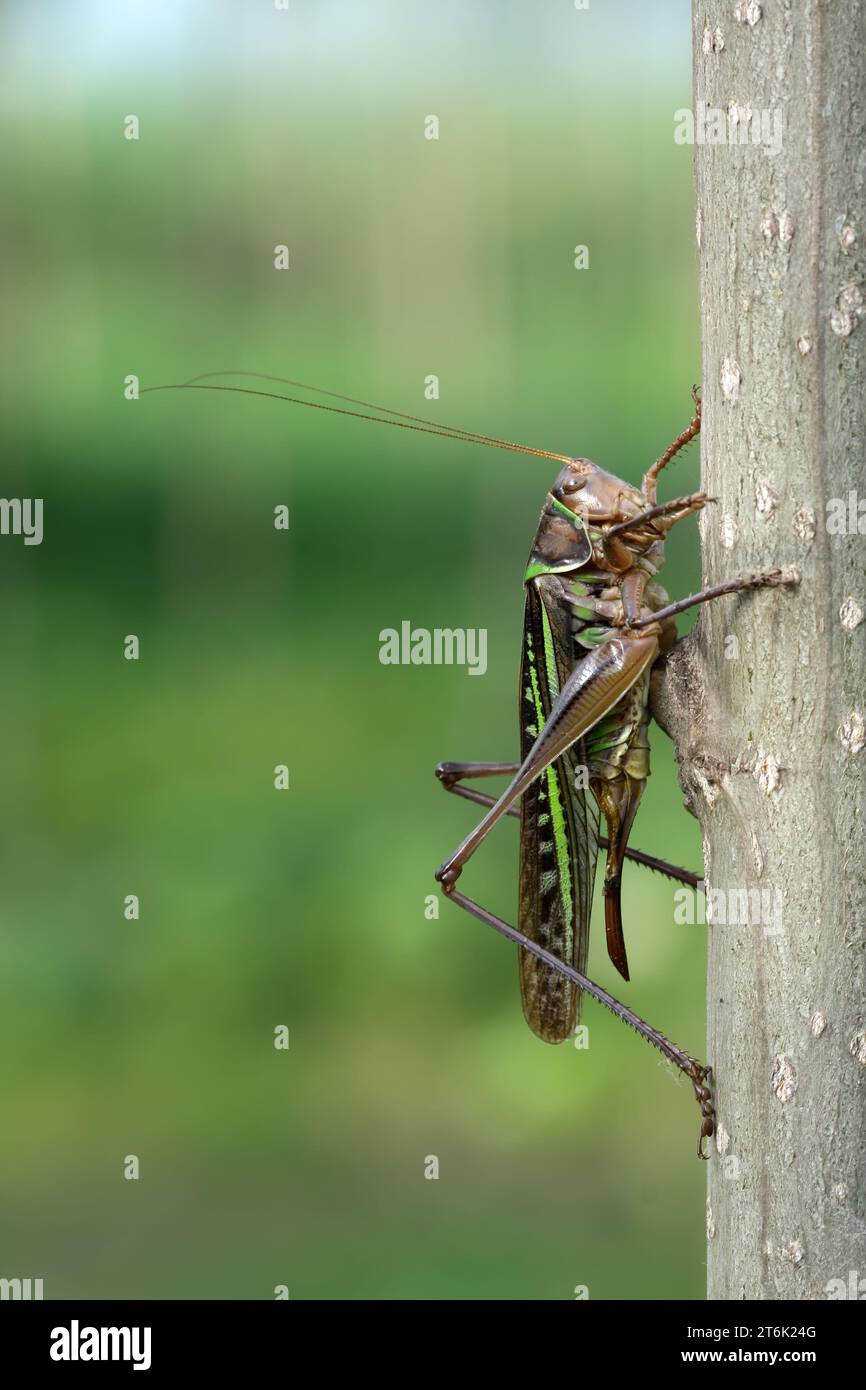 Straight wing hi-res stock photography and images - Alamy
