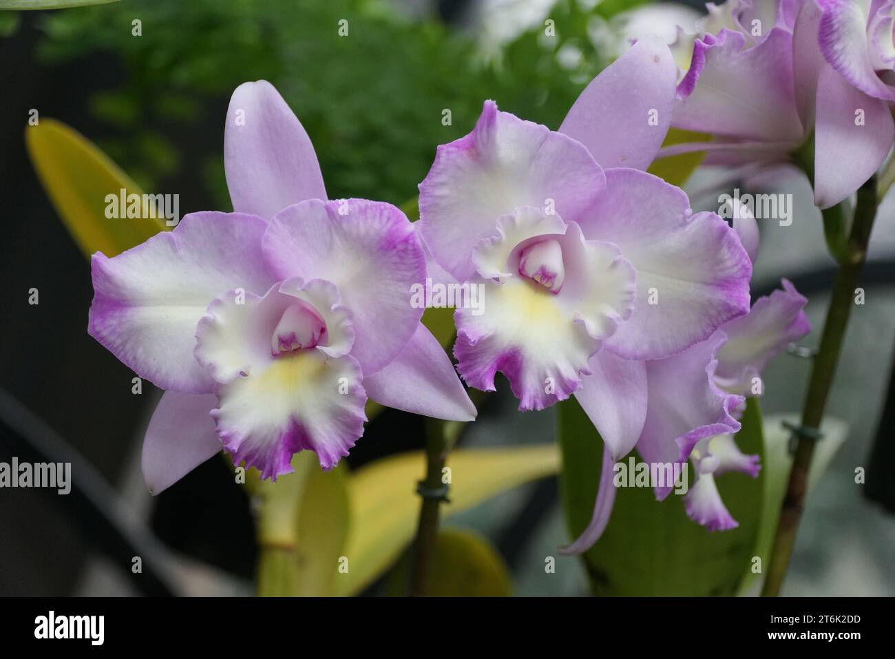 Beautiful light purple flowers of Laeliocattleya Angel Heart 'Nora' orchids at full bloom Stock Photo