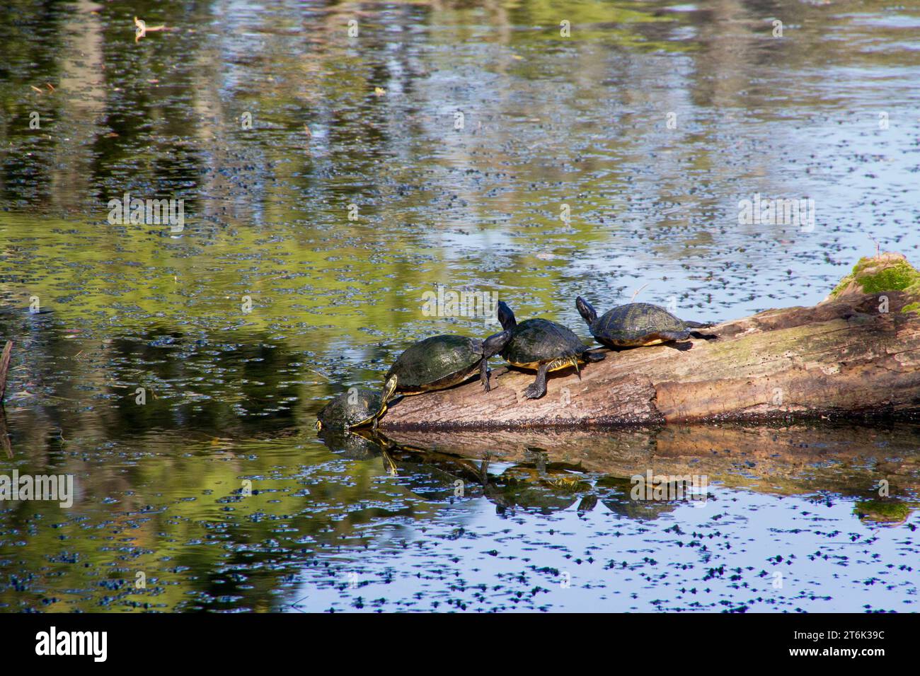 Four turtles, three resting on a rocky outcrop into a plant infested pond and the fourth one climbing our of the water. Stock Photo