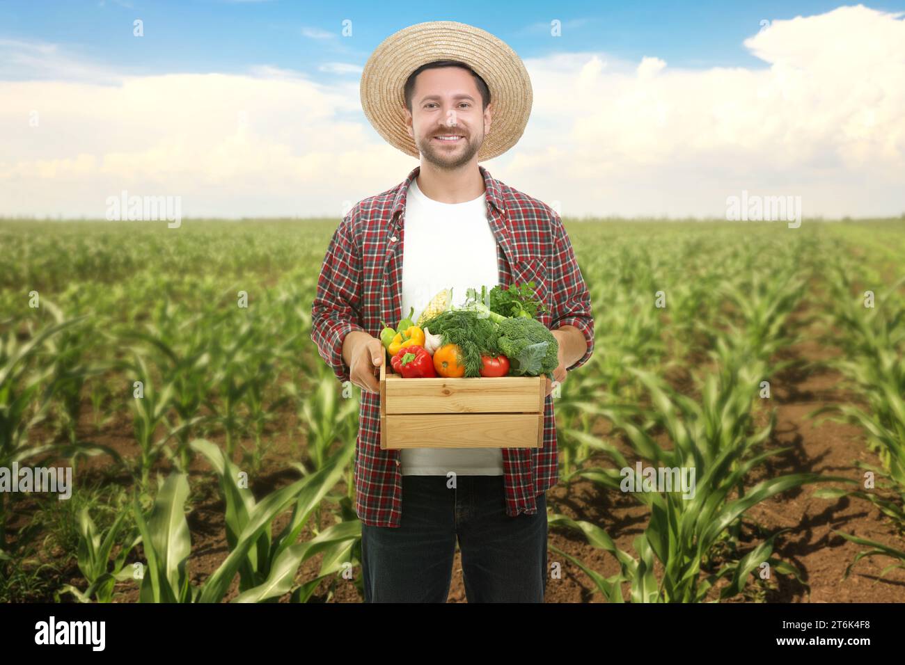 Harvesting season. Farmer holding wooden crate with crop in field Stock ...
