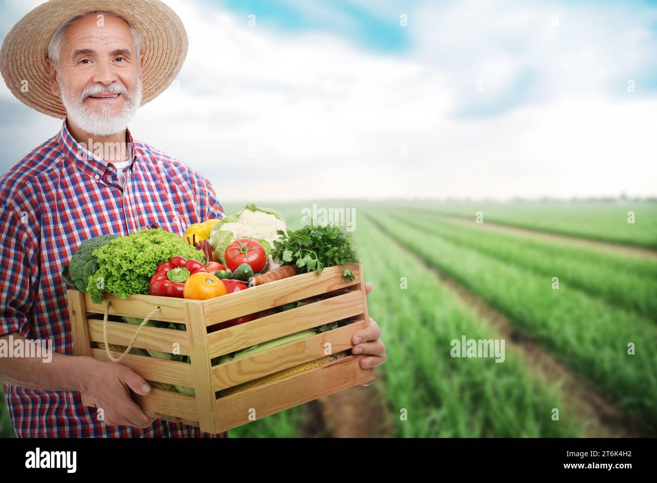 Farmer harvesting onion plantation hi-res stock photography and images ...