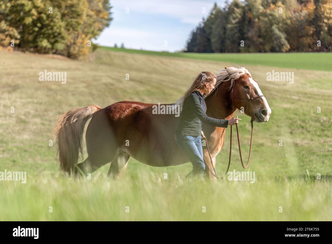 Noriker horse hi-res stock photography and images - Alamy