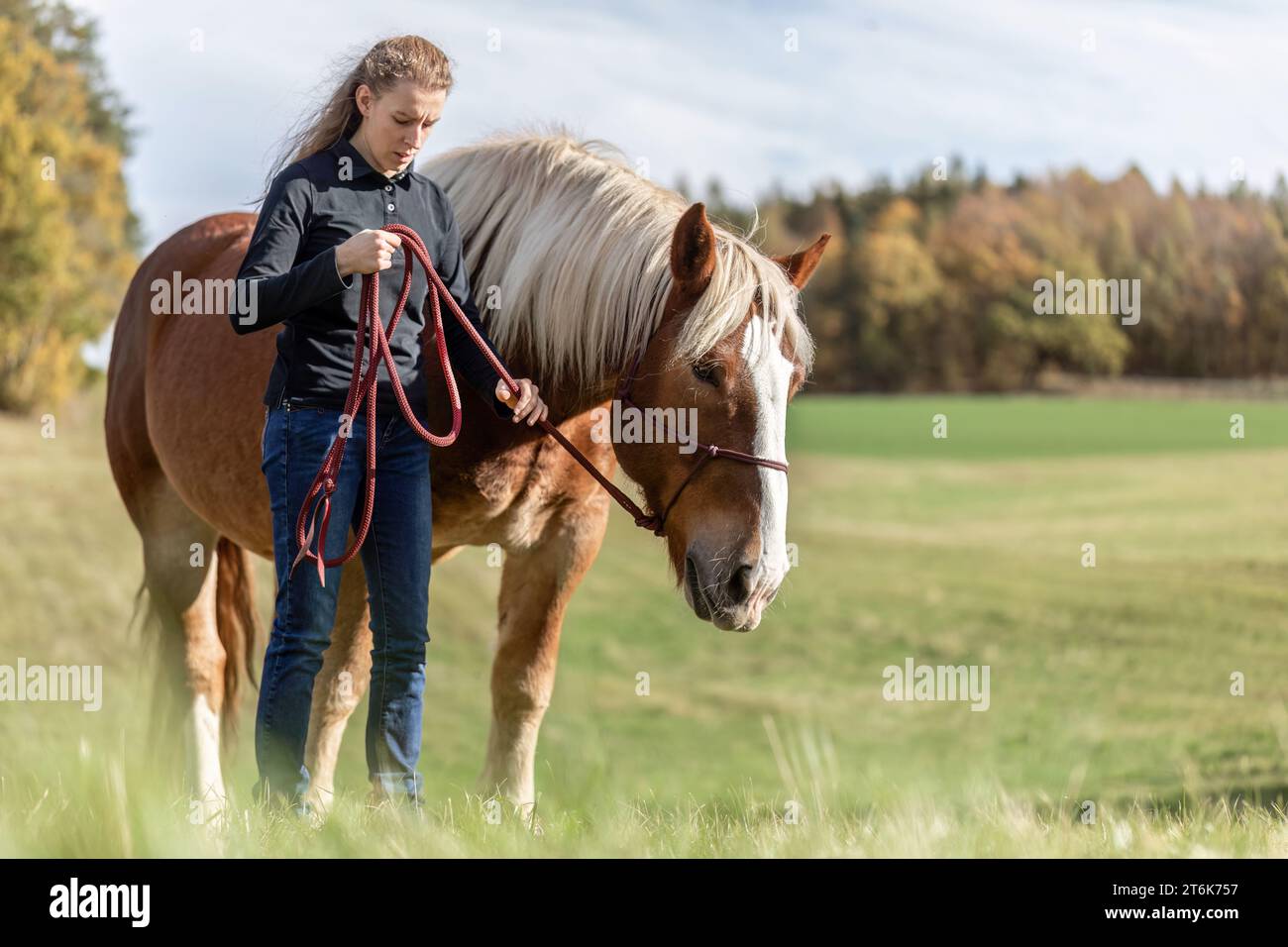 Noriker horse hi-res stock photography and images - Alamy