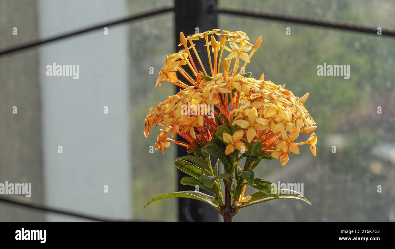 Japanese Ashoka flowers are bright yellow Stock Photo