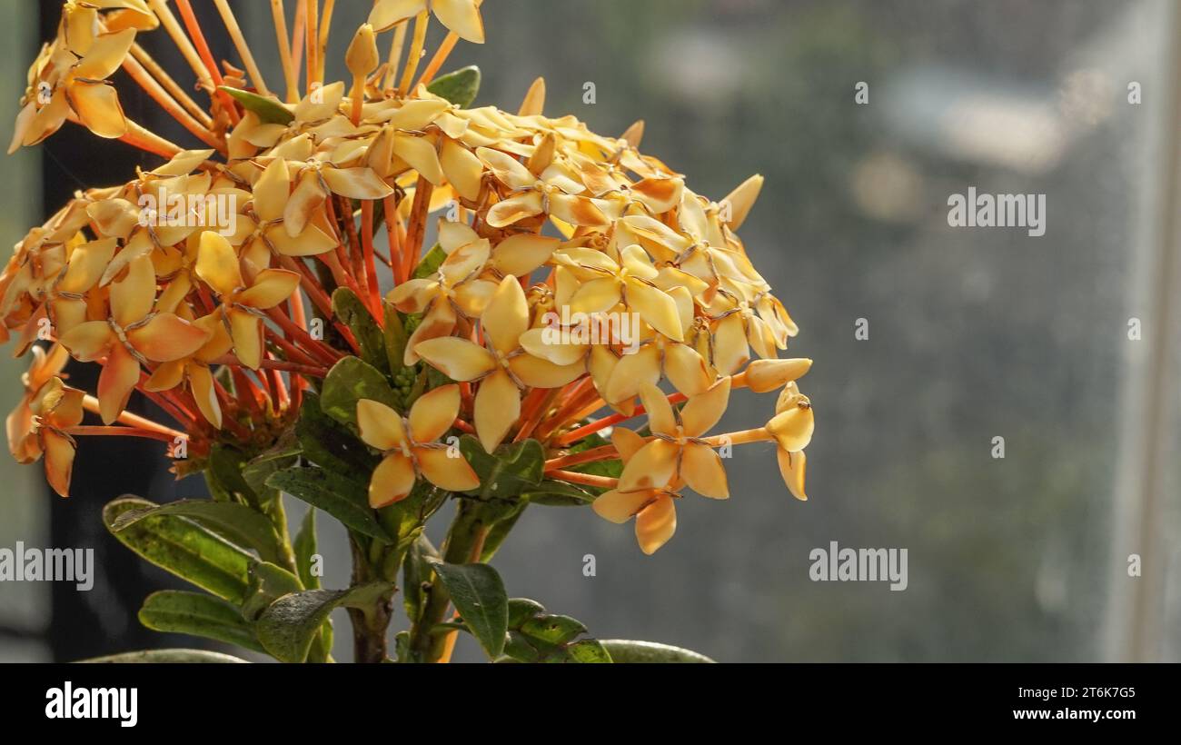 Japanese Ashoka flowers are bright yellow Stock Photo