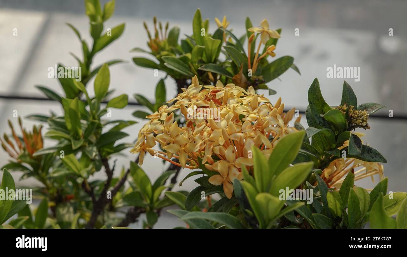 Japanese Ashoka flowers are bright yellow Stock Photo