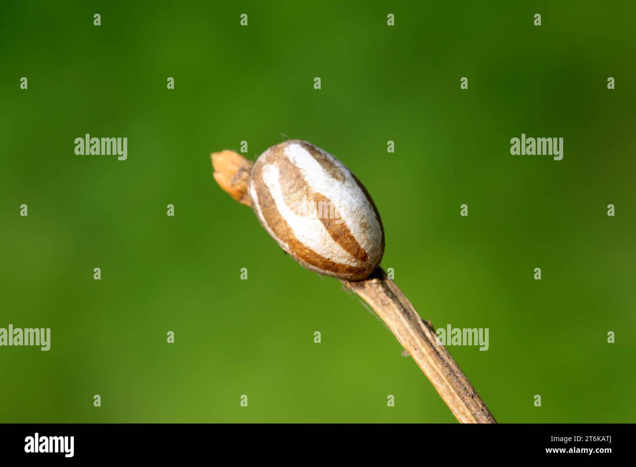 insect eggs on a tree branches, taken photos in the natural state ...