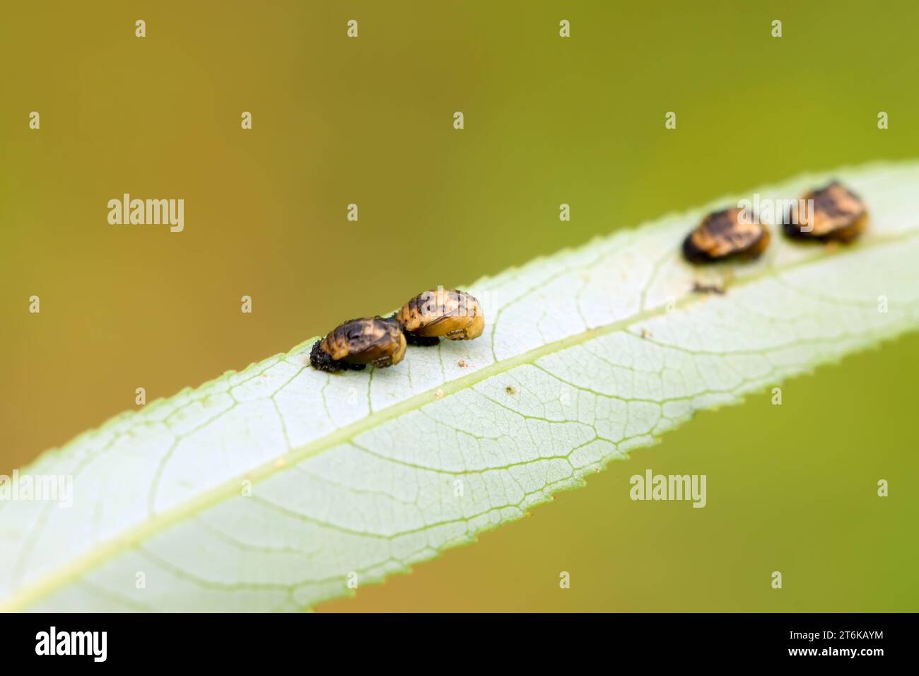 Insect species classification hi-res stock photography and images - Alamy