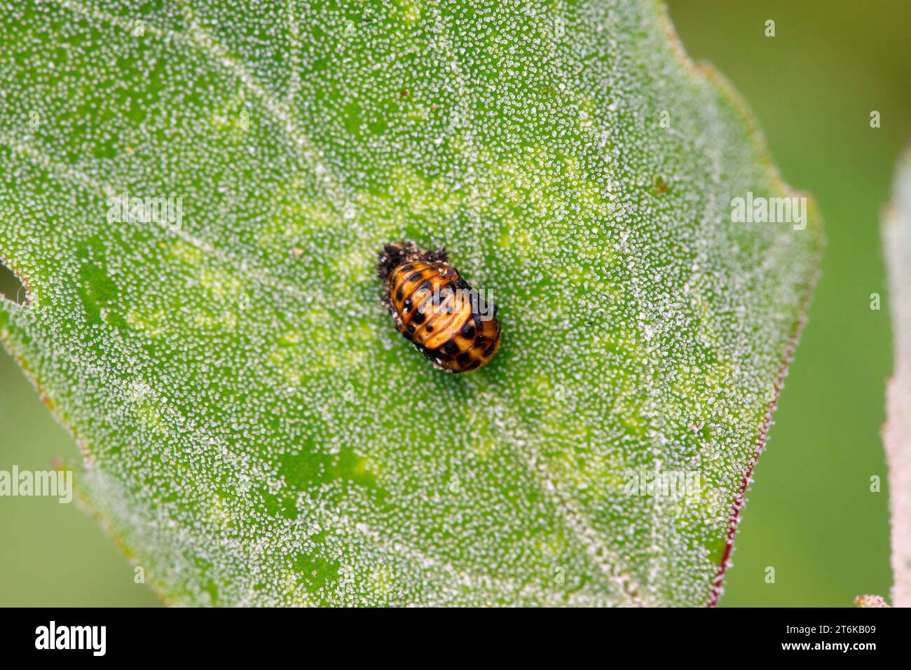 Insect species classification hi-res stock photography and images - Alamy