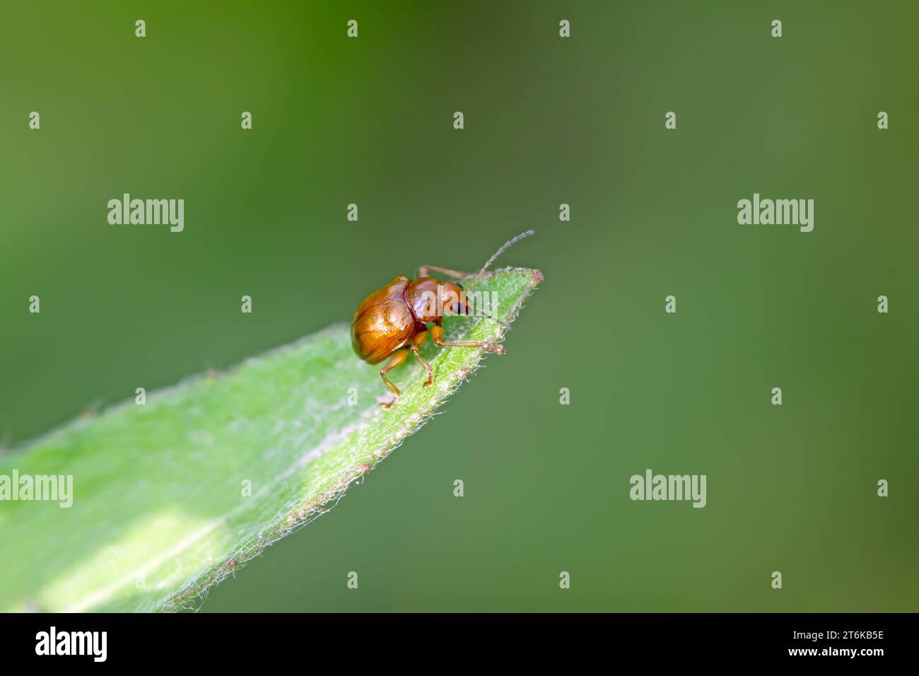 a kind of beetles on the green leaf, take photos in the natural wild ...