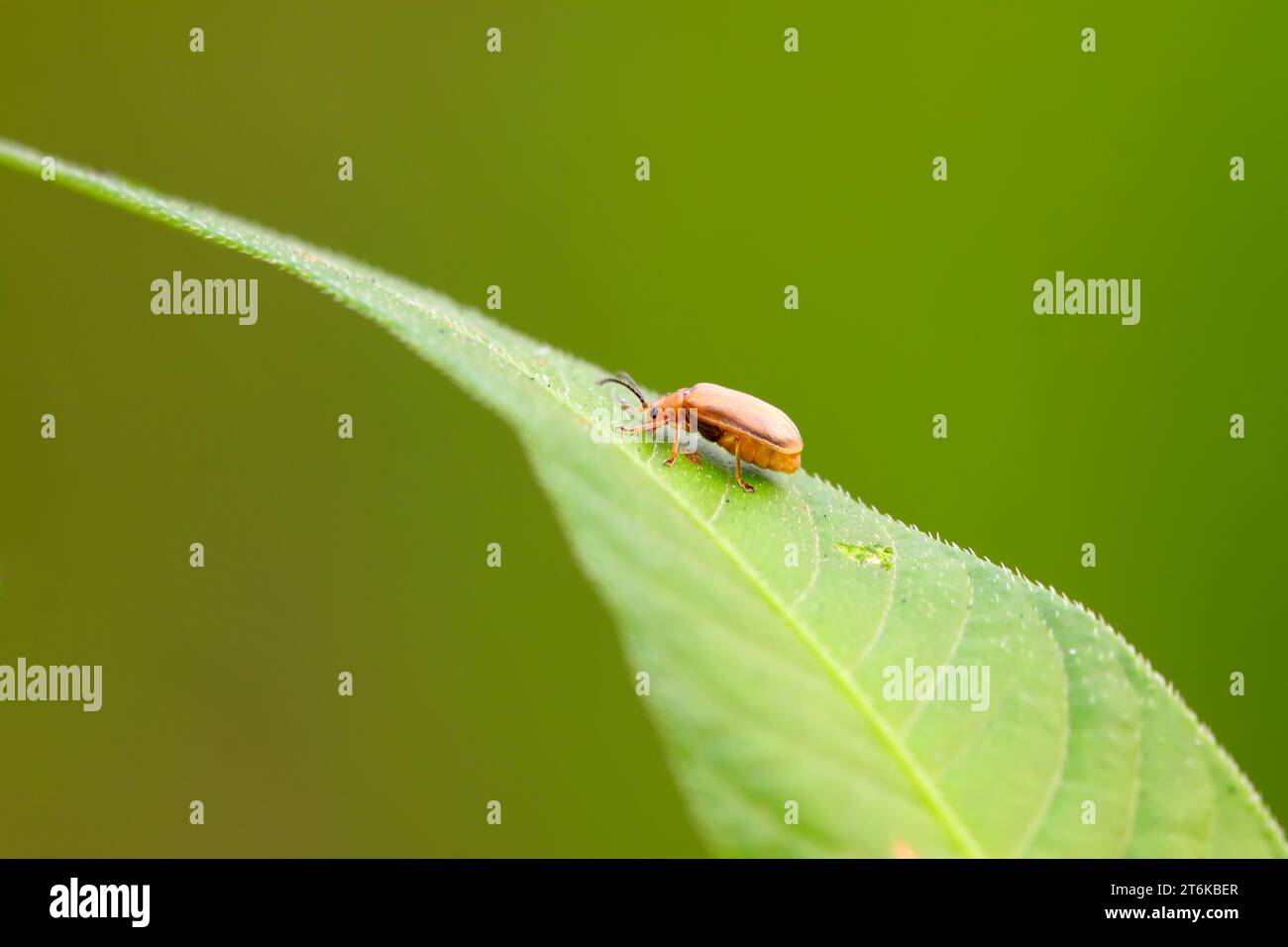 a kind of beetles on a green leaf, taken photos in natural wild state ...