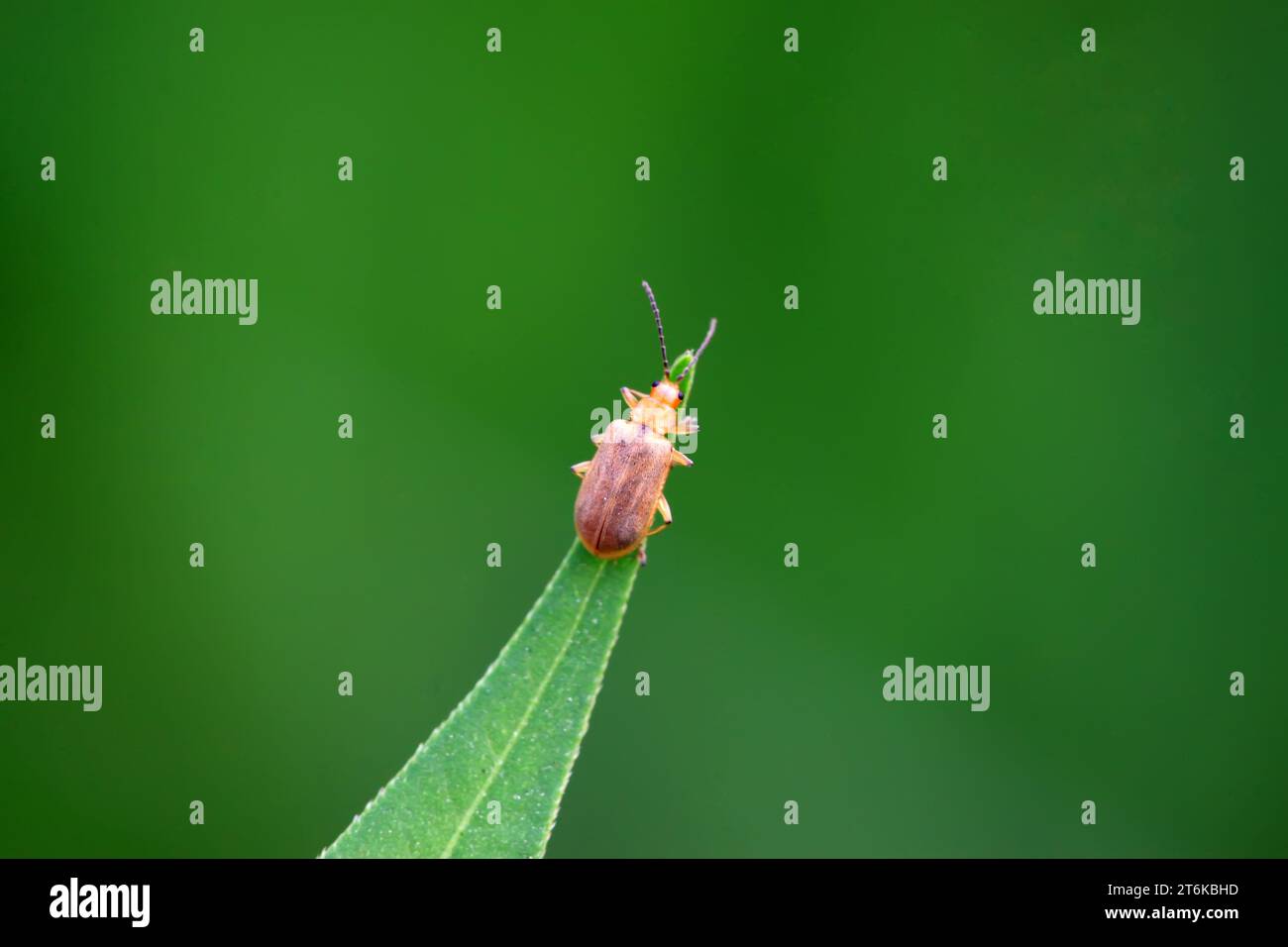 a kind of beetles on a green leaf, taken photos in natural wild state ...