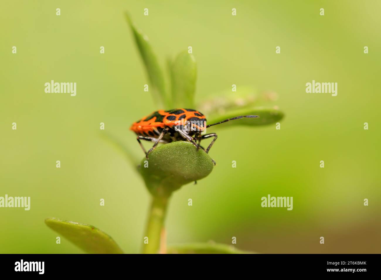 Bug classification hi-res stock photography and images - Alamy