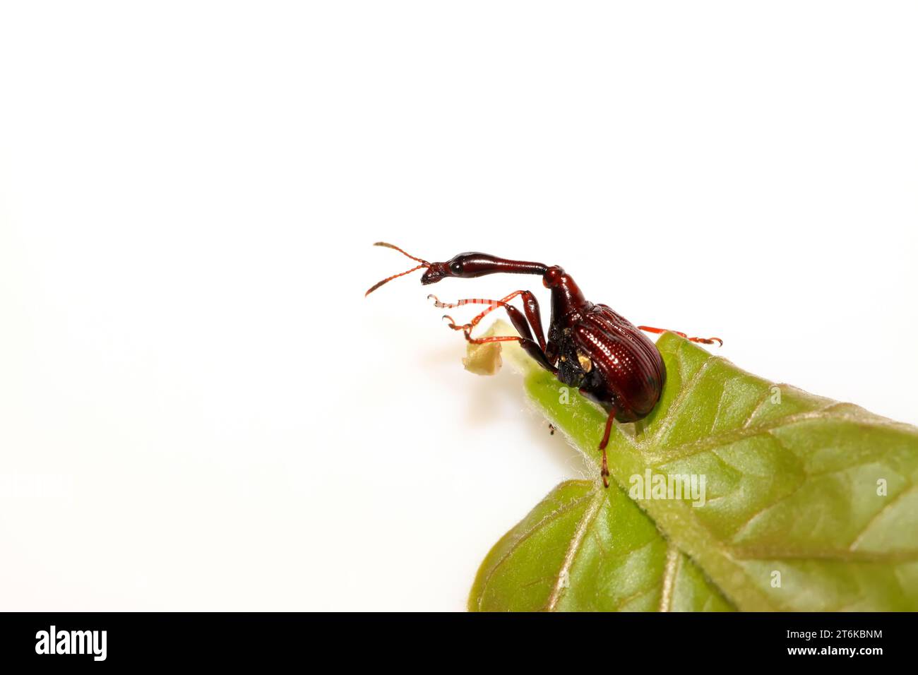 Nigripictus hi-res stock photography and images - Alamy