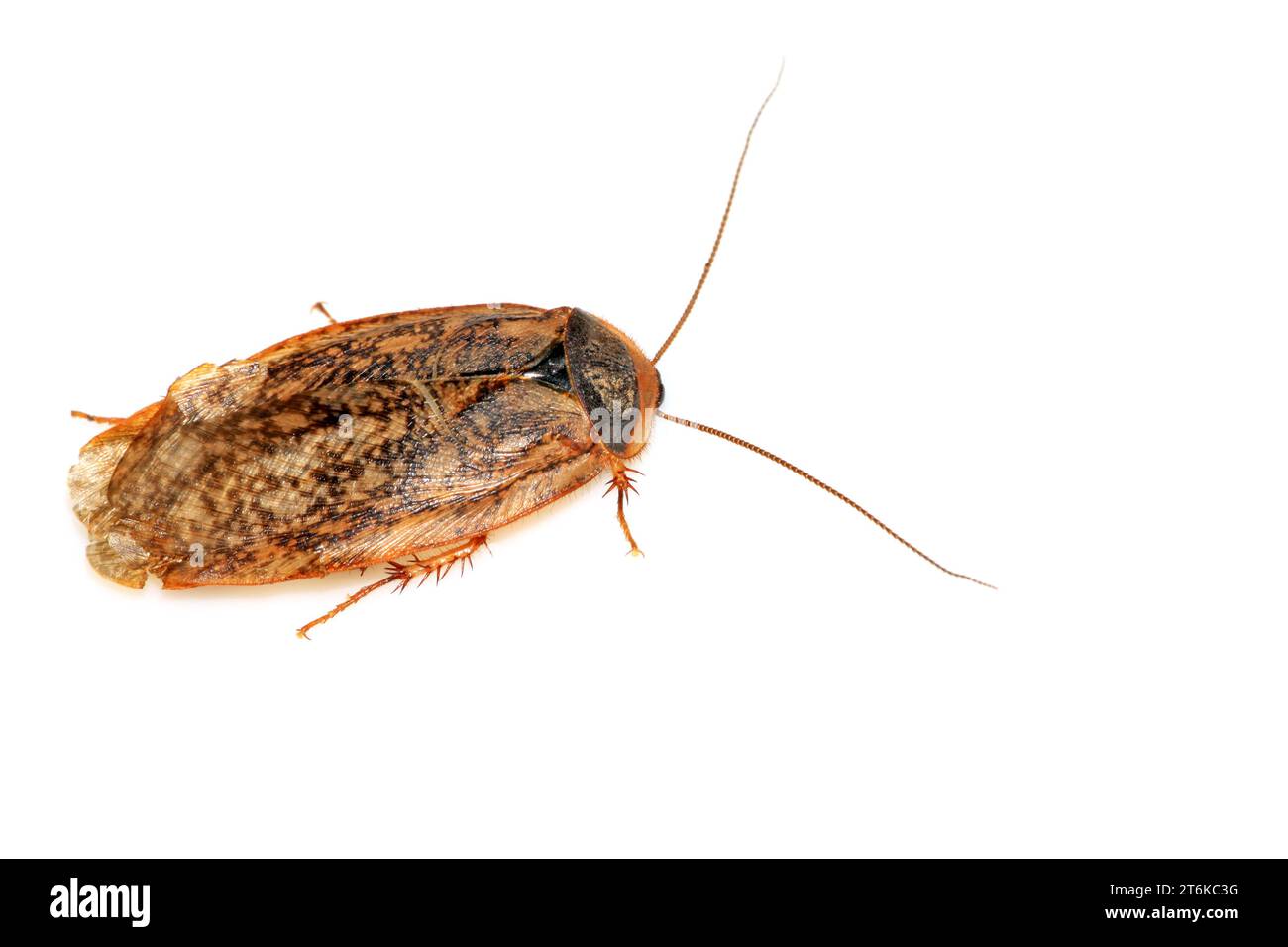 a cockroach on the white background Stock Photo - Alamy