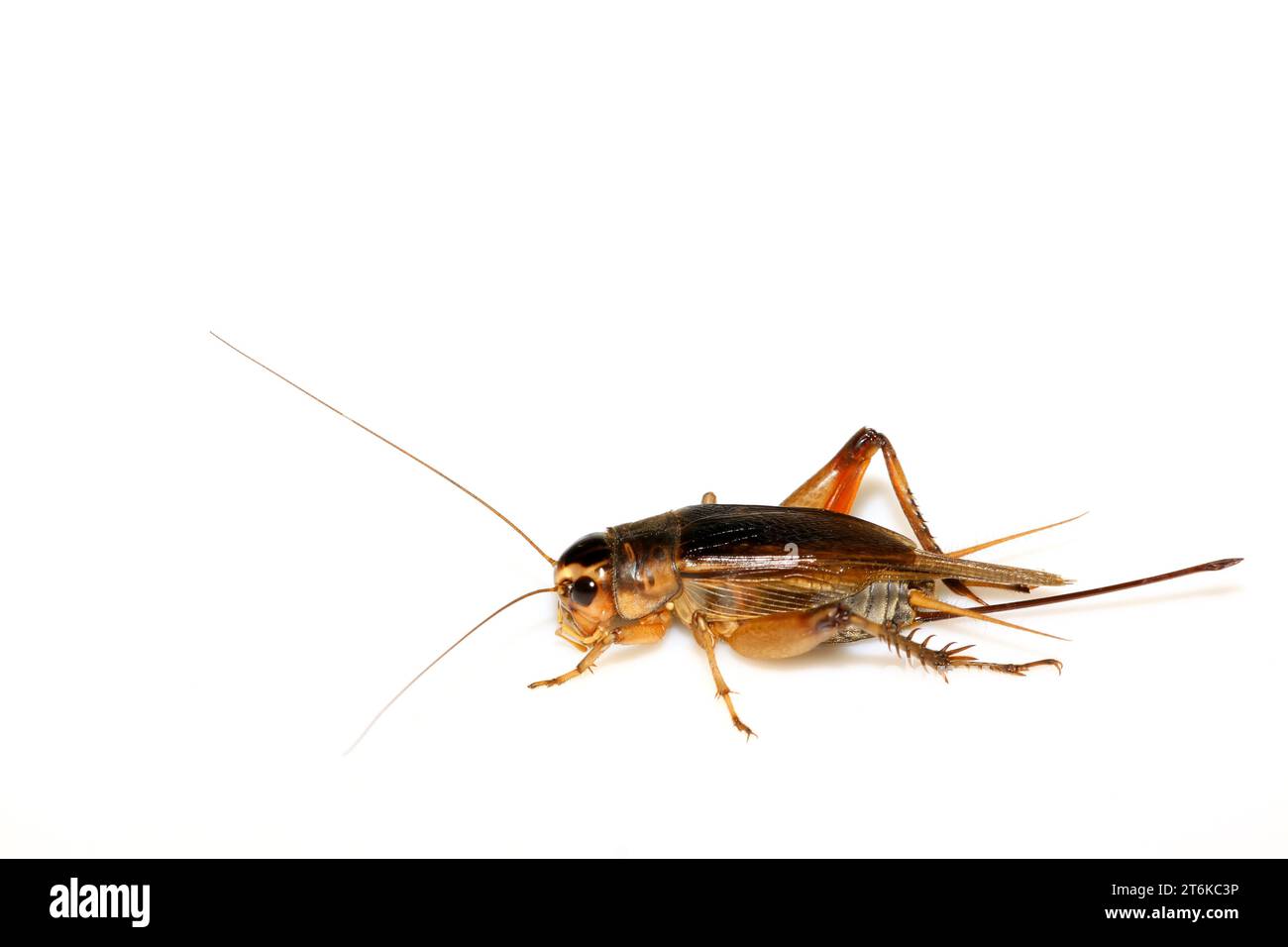 a kind of insects named crickets on a white background Stock Photo - Alamy