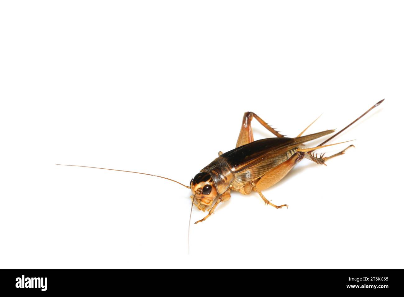 a kind of insects named crickets on a white background Stock Photo - Alamy