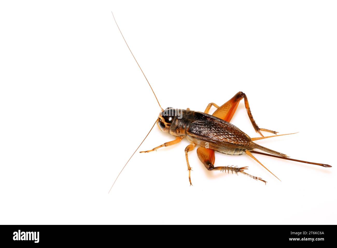 a kind of insects named crickets on a white background Stock Photo - Alamy