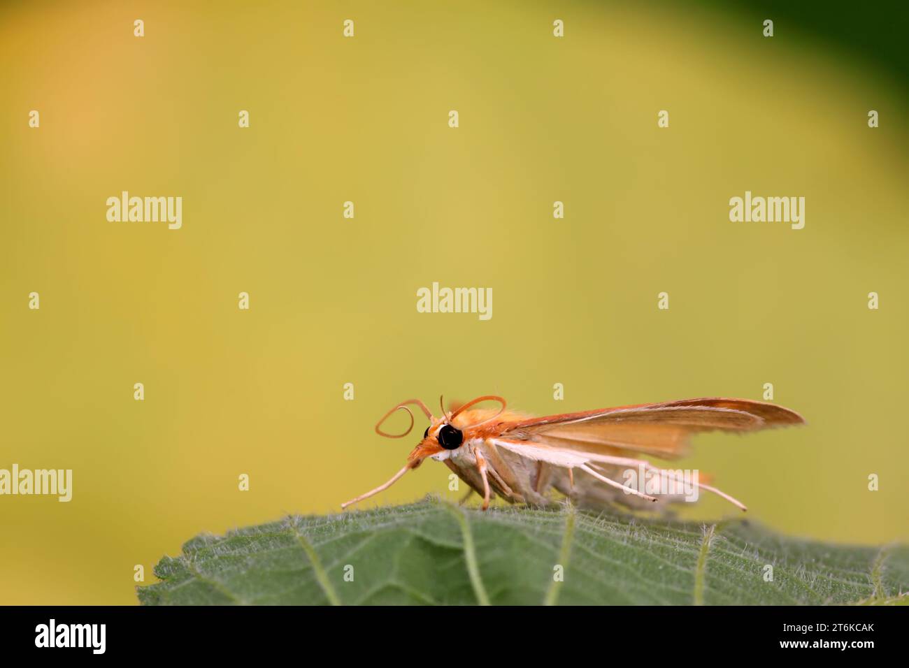 moths insects on a green leaf, take photos in the wild natural state ...