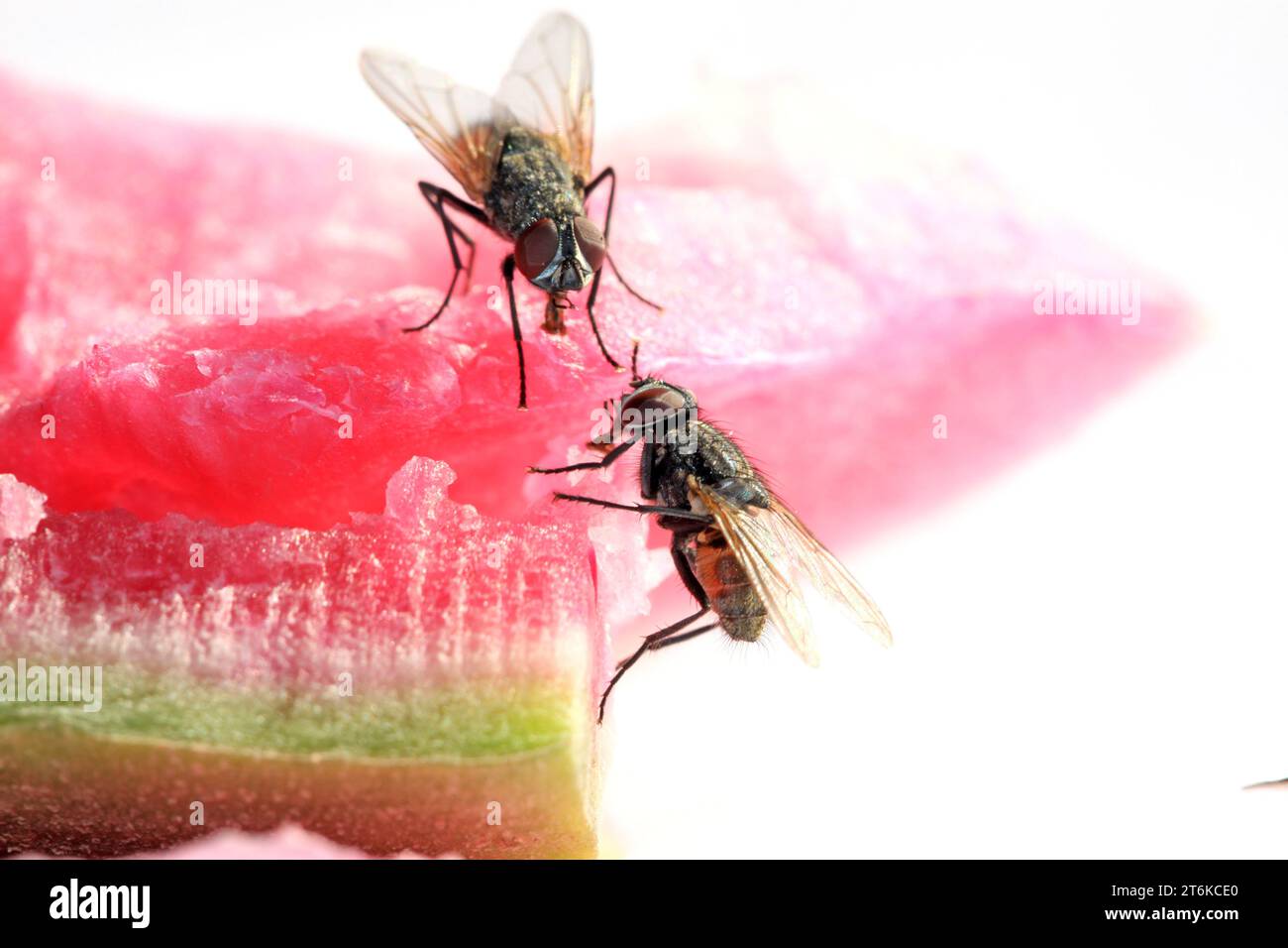 closeup of diptera insects - flies Stock Photo - Alamy