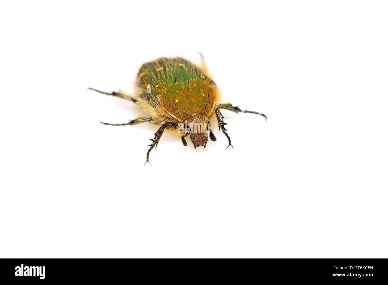 Tortoise shell beetles hi-res stock photography and images - Alamy