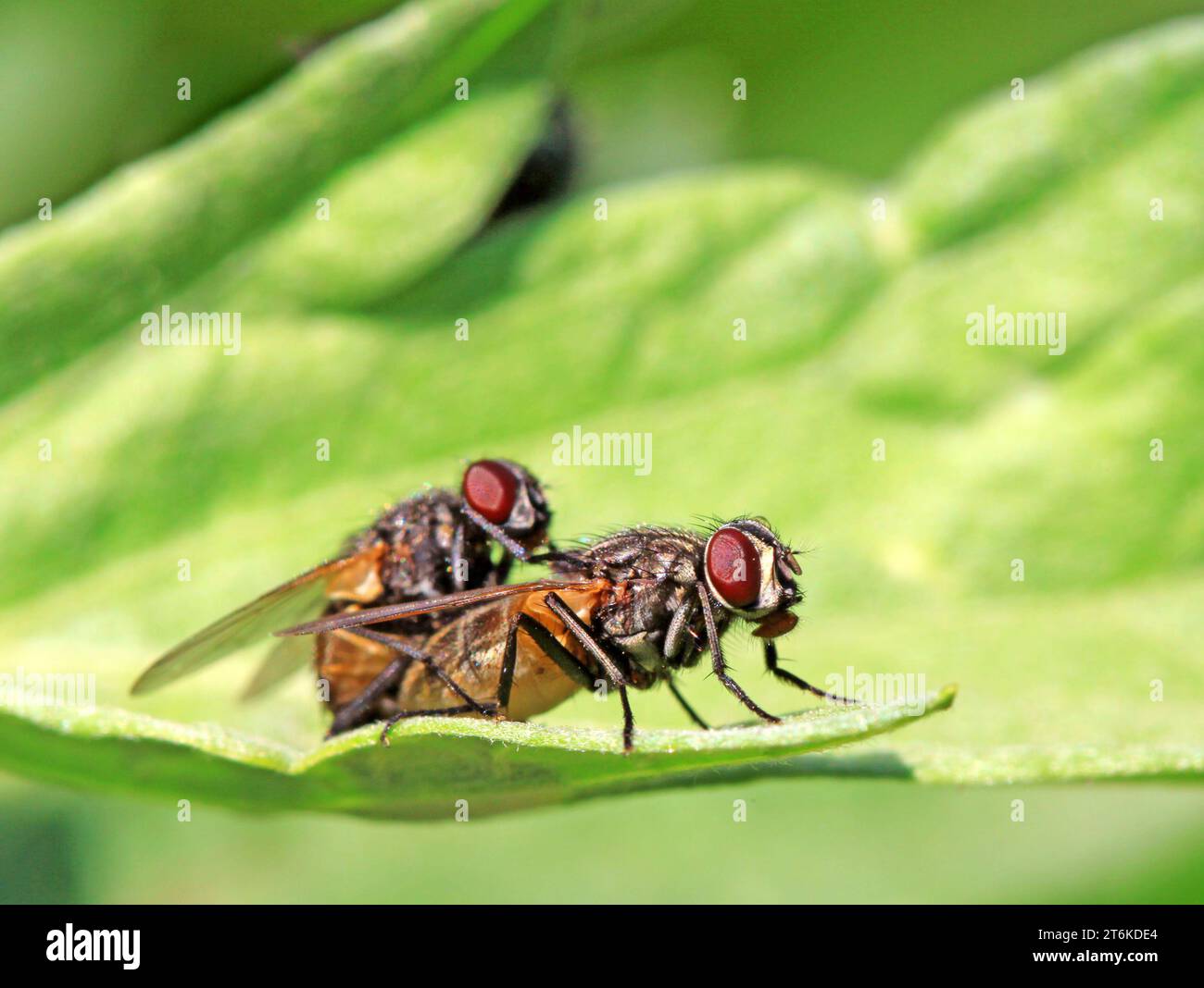 Two Mating Insects Diptera two wings hi-res stock photography and images - Alamy