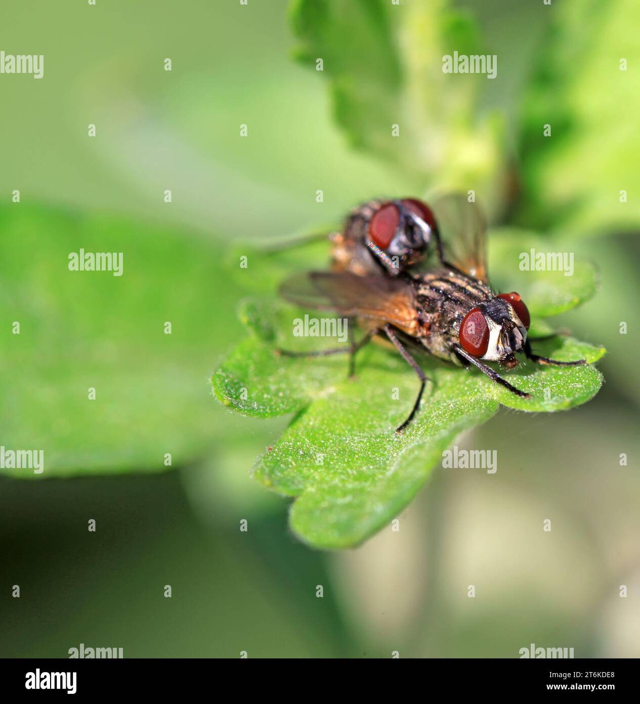 Diptera two wings hi-res stock photography and images - Alamy